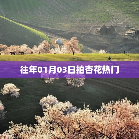 『01月03日拍杏花，熱門春光瞬間』