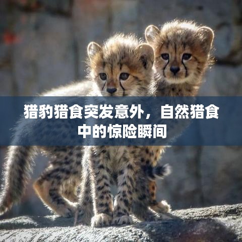 獵豹獵食突發(fā)意外，自然獵食中的驚險瞬間