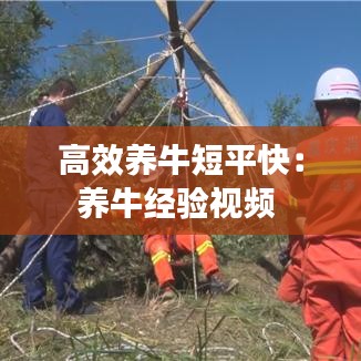高效養(yǎng)牛短平快：養(yǎng)牛經(jīng)驗視頻 