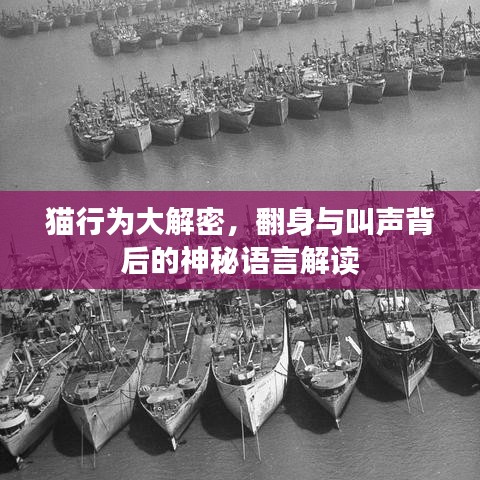 貓行為大解密，翻身與叫聲背后的神秘語(yǔ)言解讀
