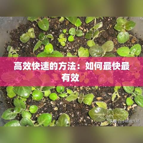 高效快速的方法：如何最快最有效 