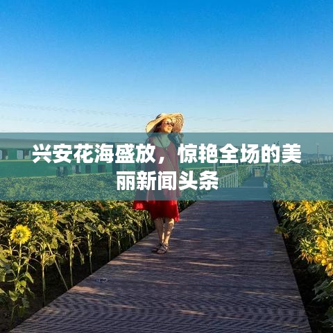興安花海盛放，驚艷全場的美麗新聞頭條