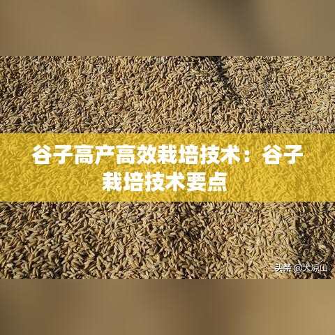 谷子高產(chǎn)高效栽培技術(shù)：谷子栽培技術(shù)要點 