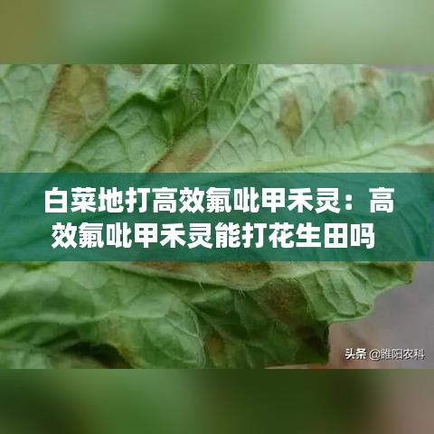 白菜地打高效氟吡甲禾靈：高效氟吡甲禾靈能打花生田嗎 