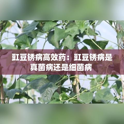 豇豆銹病高效藥：豇豆銹病是真菌病還是細菌病 