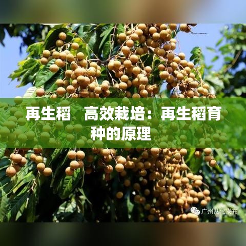 再生稻   高效栽培：再生稻育種的原理 