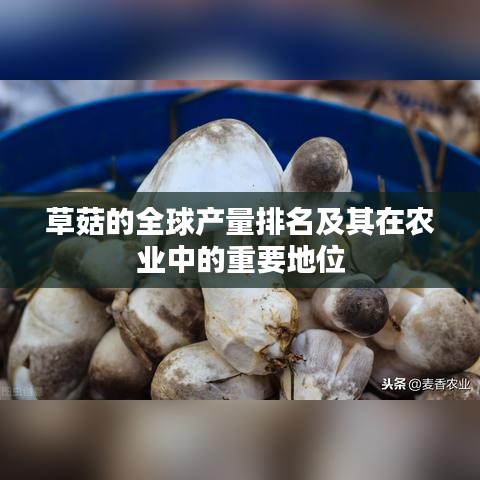 草菇的全球產(chǎn)量排名及其在農(nóng)業(yè)中的重要地位