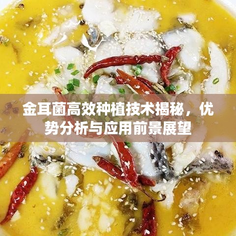 金耳菌高效種植技術(shù)揭秘，優(yōu)勢分析與應(yīng)用前景展望