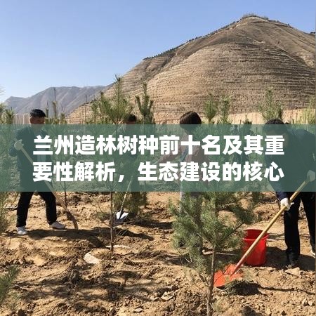蘭州造林樹種前十名及其重要性解析，生態(tài)建設(shè)的核心支柱