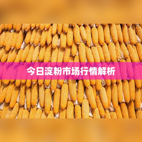 今日淀粉市場(chǎng)行情解析