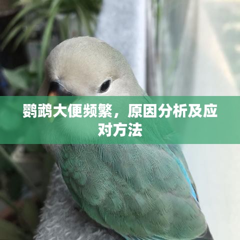 鸚鵡大便頻繁，原因分析及應(yīng)對(duì)方法