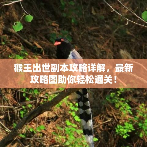 猴王出世副本攻略詳解，最新攻略圖助你輕松通關！