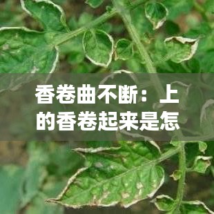 香卷曲不斷：上的香卷起來是怎么回事 
