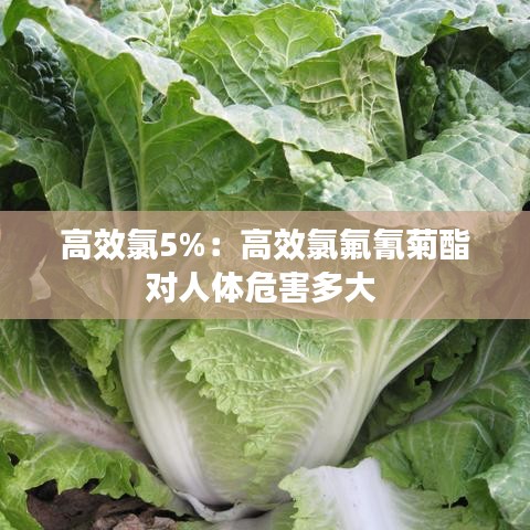 高效氯5%：高效氯氟氰菊酯對人體危害多大 
