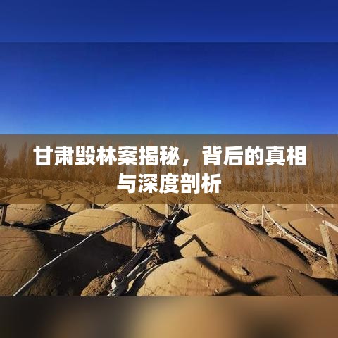 甘肅毀林案揭秘，背后的真相與深度剖析