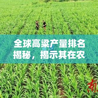 全球高粱產(chǎn)量排名揭秘，揭示其在農(nóng)業(yè)領(lǐng)域的國(guó)際地位