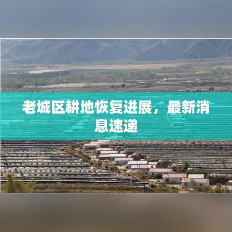 老城區(qū)耕地恢復(fù)進展，最新消息速遞