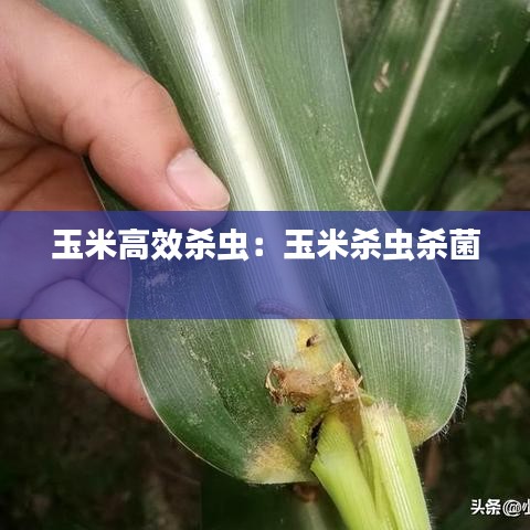 玉米高效殺蟲：玉米殺蟲殺菌 