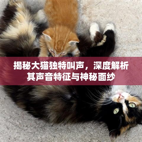 揭秘大貓獨特叫聲，深度解析其聲音特征與神秘面紗