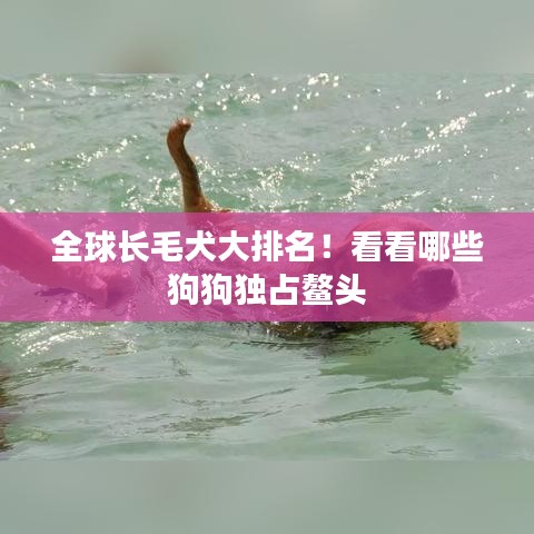 全球長毛犬大排名！看看哪些狗狗獨占鰲頭
