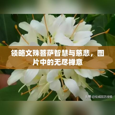 領(lǐng)略文殊菩薩智慧與慈悲，圖片中的無盡禪意