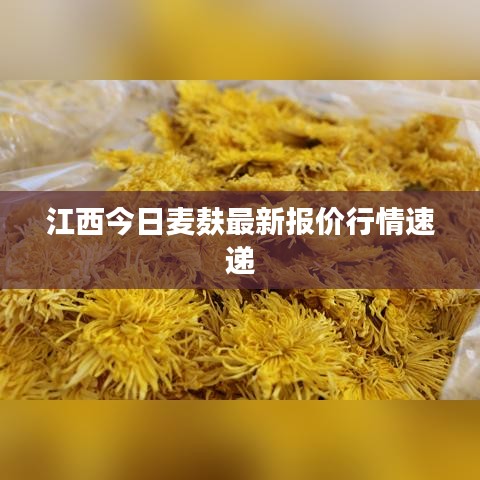 江西今日麥麩最新報(bào)價(jià)行情速遞