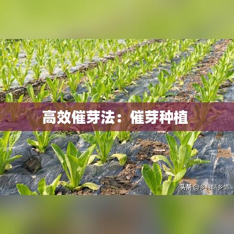 高效催芽法：催芽種植 