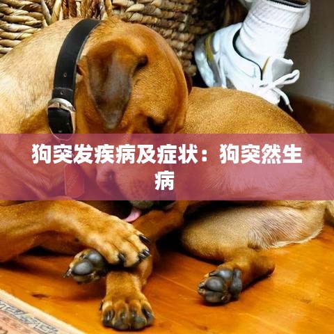狗突發(fā)疾病及癥狀：狗突然生病 