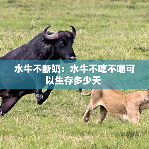 水牛不斷奶：水牛不吃不喝可以生存多少天 