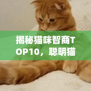 揭秘貓咪智商TOP10，聰明貓咪的精彩瞬間不容錯(cuò)過！