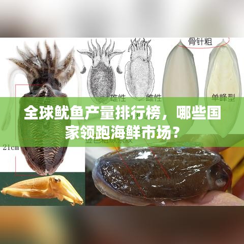 全球魷魚產(chǎn)量排行榜，哪些國家領(lǐng)跑海鮮市場？