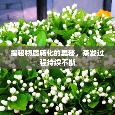揭秘物質(zhì)轉(zhuǎn)化的奧秘，蒸發(fā)過程持續(xù)不斷