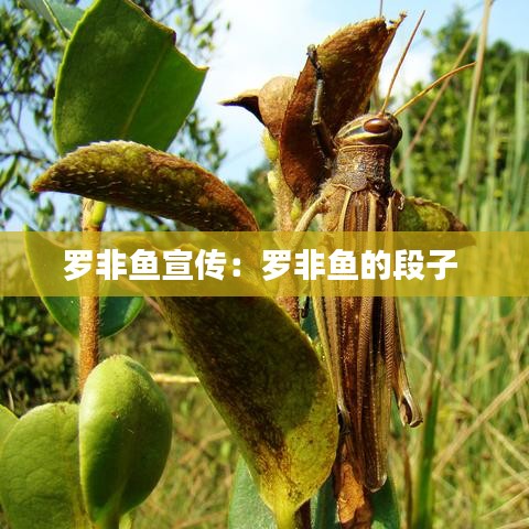 羅非魚宣傳：羅非魚的段子 