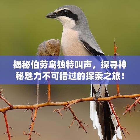 揭秘伯勞鳥(niǎo)獨(dú)特叫聲，探尋神秘魅力不可錯(cuò)過(guò)的探索之旅！