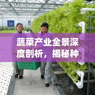 蔬菜產(chǎn)業(yè)全景深度剖析，揭秘種植、市場與未來趨勢