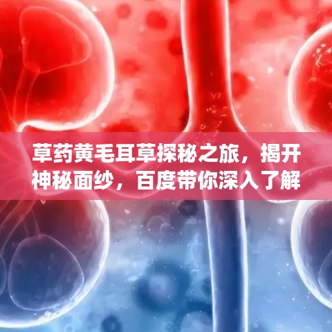 草藥黃毛耳草探秘之旅，揭開(kāi)神秘面紗，百度帶你深入了解！