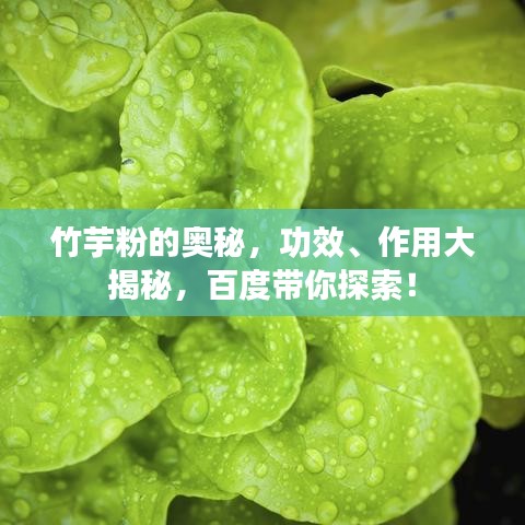 竹芋粉的奧秘，功效、作用大揭秘，百度帶你探索！