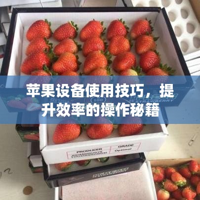 蘋果設(shè)備使用技巧，提升效率的操作秘籍