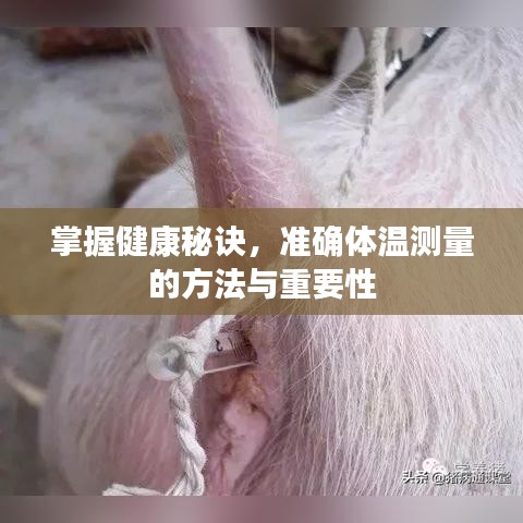掌握健康秘訣，準確體溫測量的方法與重要性