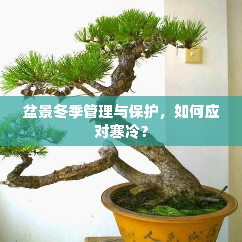 盆景冬季管理與保護(hù)，如何應(yīng)對(duì)寒冷？