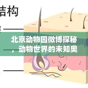 北京動物園微博探秘，動物世界的未知奧秘之旅