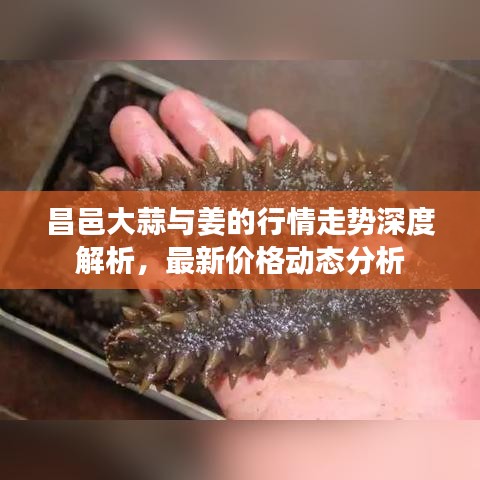 昌邑大蒜與姜的行情走勢深度解析，最新價格動態(tài)分析