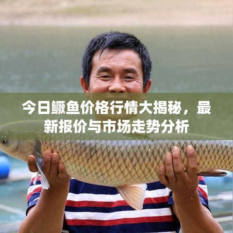 今日鱖魚價(jià)格行情大揭秘，最新報(bào)價(jià)與市場(chǎng)走勢(shì)分析