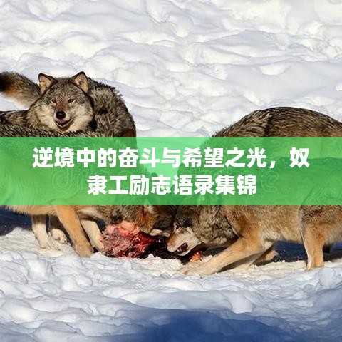 逆境中的奮斗與希望之光，奴隸工勵(lì)志語(yǔ)錄集錦