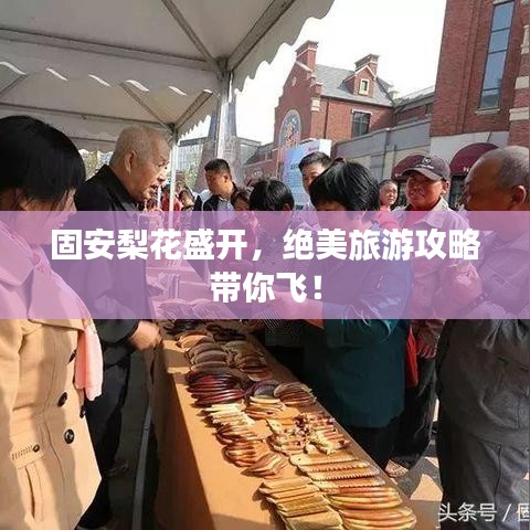 固安梨花盛開(kāi)，絕美旅游攻略帶你飛！