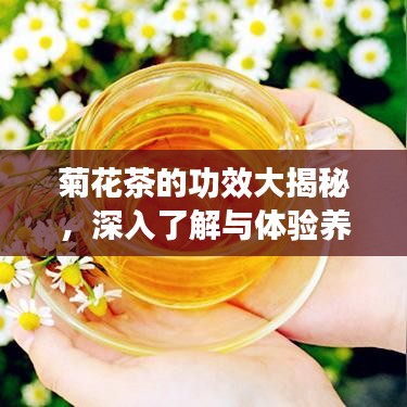 菊花茶的功效大揭秘，深入了解與體驗(yàn)養(yǎng)生之道