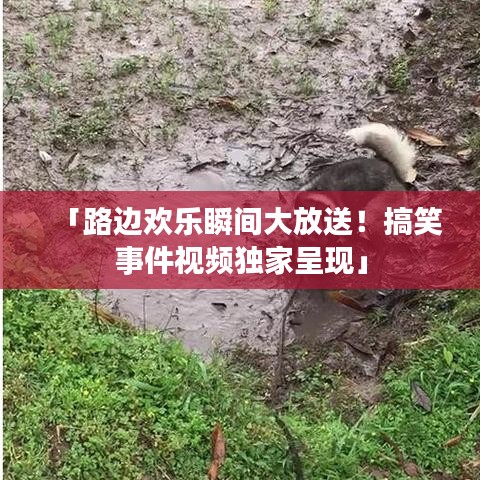 「路邊歡樂(lè)瞬間大放送！搞笑事件視頻獨(dú)家呈現(xiàn)」