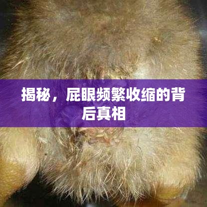 揭秘，屁眼頻繁收縮的背后真相