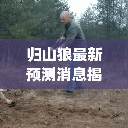 歸山狼最新預測消息揭秘，今日運勢大揭秘