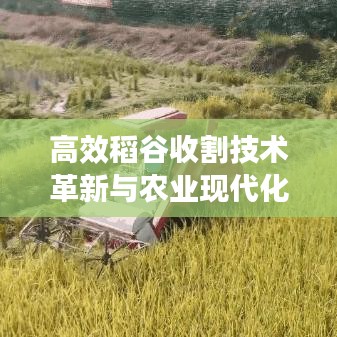 高效稻谷收割技術革新與農(nóng)業(yè)現(xiàn)代化同步推進